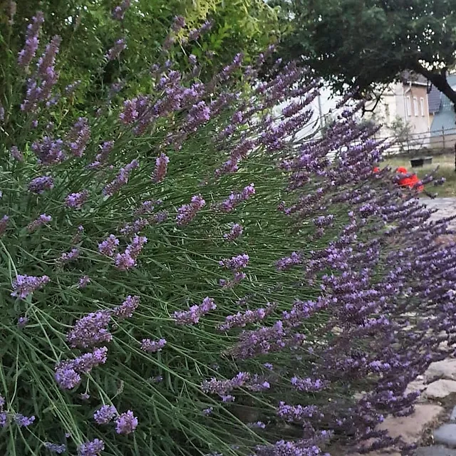 Ferienwohnung Burggraf - Lavendel